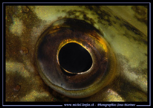 The Eye of a Pike Fish - Que du bonheur... :O)... by Michel Lonfat 